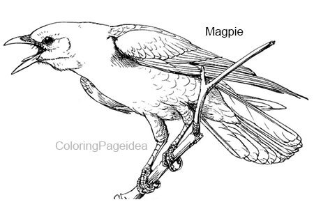 Magpie Coloring Pages