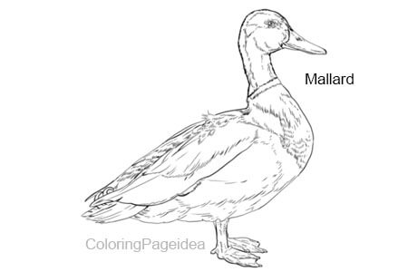 Mallard Coloring Pages