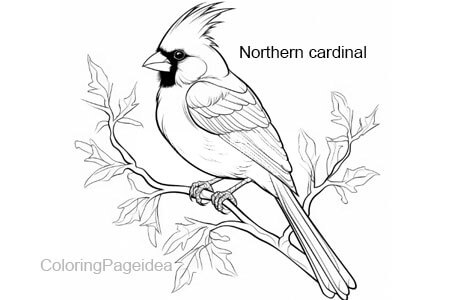 Northern cardinal Coloring Pages