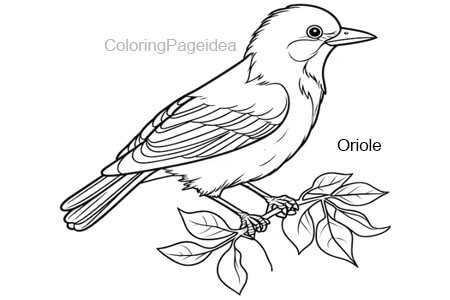 Oriole Coloring Pages