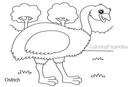 Ostrich Coloring Pages