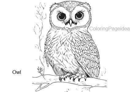 Owl Coloring Pages