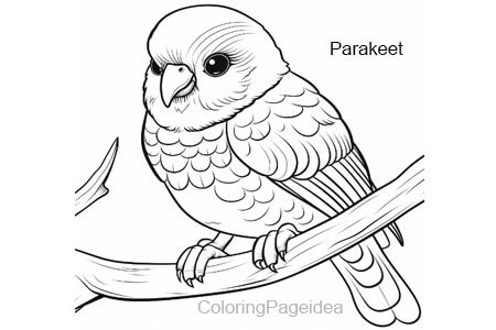 Parakeet Coloring Pages