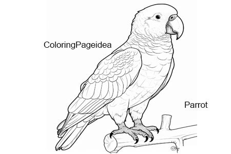 Parrot Coloring Pages