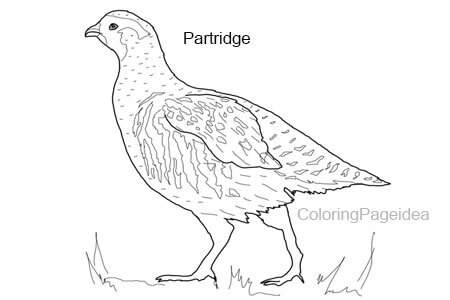 Partridge Coloring Pages