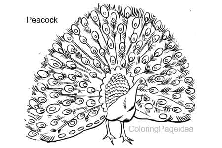 Peacock Coloring Pages