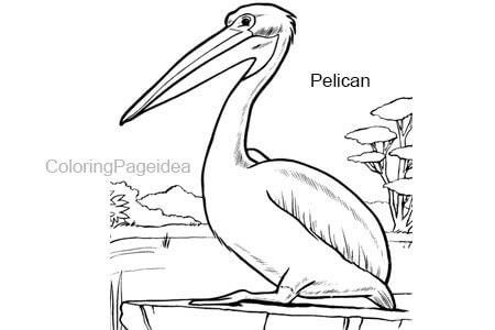 Pelican Coloring Pages