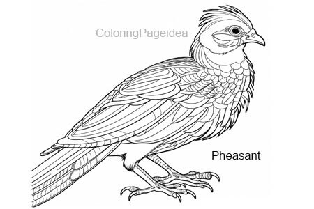 Pheasant Coloring Pages