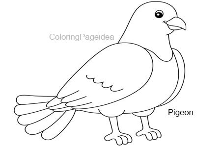 Pigeon Coloring Pages