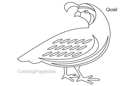 Quail Coloring Pages