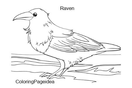 Raven Coloring Pages