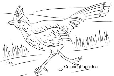 Roadrunner Coloring Pages