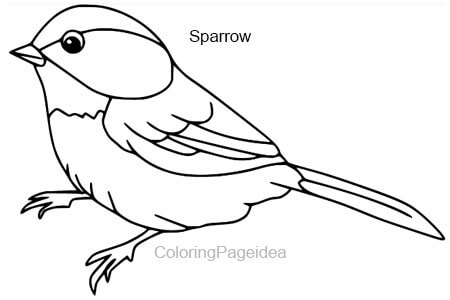 Sparrow Coloring Pages