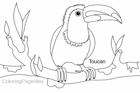 Toucan Coloring Pages