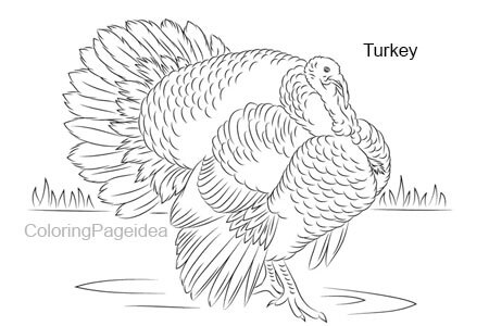 Turkey Coloring Pages