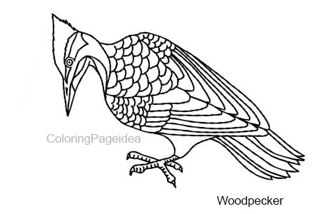 Woodpecker Coloring Pages