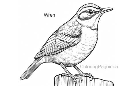 Wren Coloring Pages